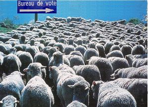 Bureau de vote moutons