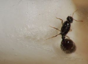 Solenopsis001.jpg