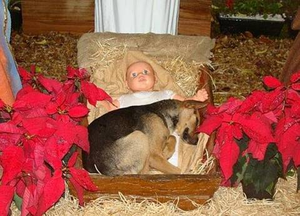 chien-de-noel.png