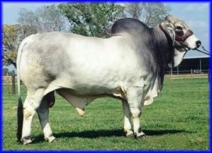 Dieu Brahman