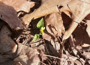 Halberdleaf-yellow-violet.JPG