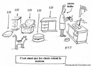 chats-maison.jpg
