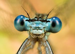 YEUX-AGRION.jpg