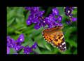 papillon-1.jpg