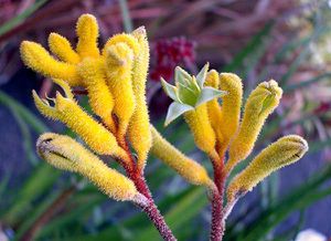 Kangaroo-20Paws-20--20Anigozanthos-20flavidus-20-yellow--20.jpg