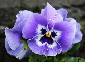 pensees-fleur-pensee-biesme-namur-867054.jpg