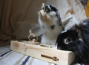 jeu-einsteinchen-02-mini.jpg