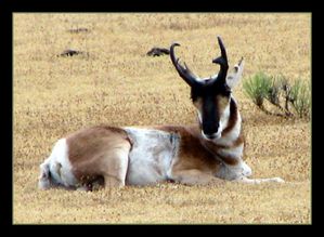 PRONGHORN antilope d'amérique