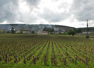 vignes gelées