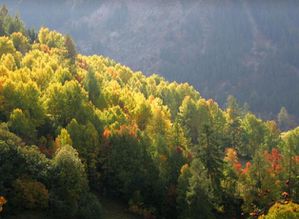 automne-foret.JPG