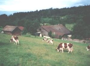 fromagerie-pontarlier-3.jpg