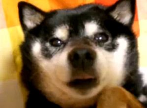 shiba-noir-feu-japonais.jpg