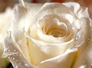 rose-blanche.jpg
