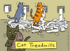 cat-treadmills-25743-1298569476-5.jpg