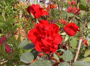 marché aux fleurs de fourcés-5