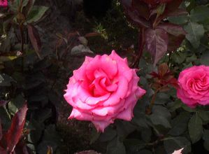 fete-des-fleurs-Fources-3.jpg