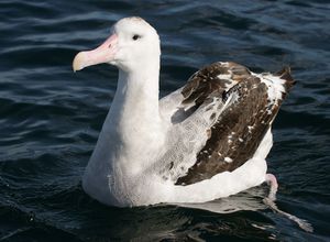 Albatros-d-amsterdam-1.jpg