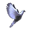 colombe.gif