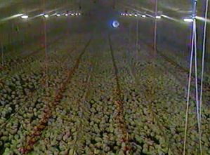 a02-poussin-masse-elevage-ok.jpg