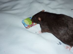 noel-2009-maki-1