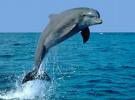 endangered-dolphin.jpg