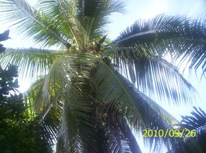 Coconut Trees 