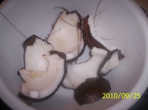 Dried Coconut in Shell