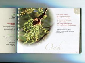 Oak.jpg