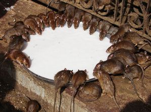 Karni-Mata-Temple.jpg
