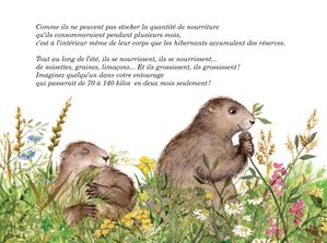 Marmotte7.jpg