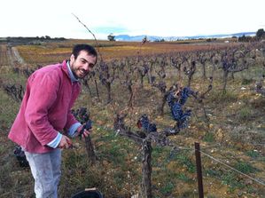 ivo-vignes