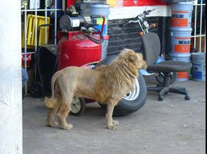 lion1v.jpg