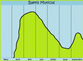 baetis-muticus