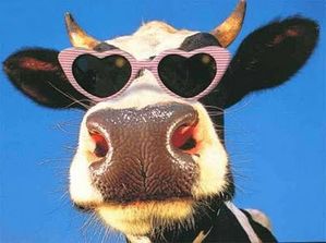 image pour Suzanne vache drôle
