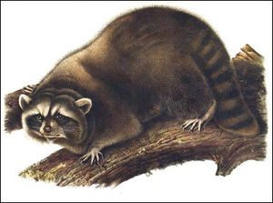 auduba