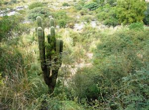 03cafayate0060