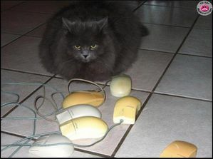 chat sourispc