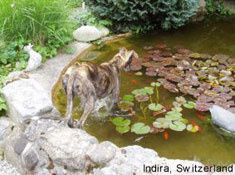 Indira Switzerland
