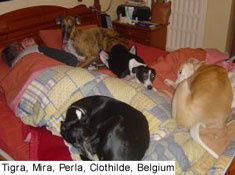 Tigra,Mira, Perla, Clothile Belgique
