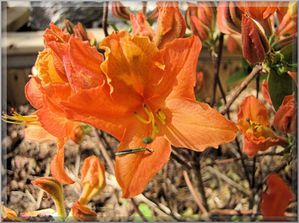 rhododendron-mandarin-light-floraison--800x596-.jpg