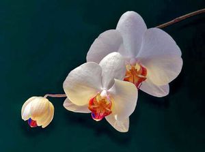 A--AORCHIDEA.jpg