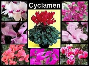 cyclamen