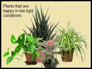 low-light-plants.jpg