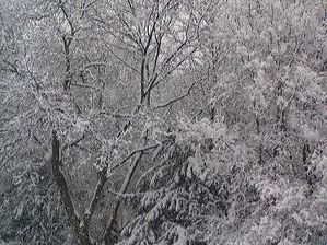 arbres-sous-la-neige-1-.jpg