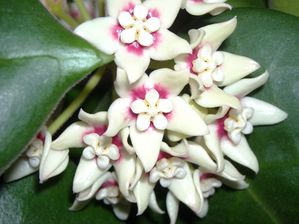 Hoya calycina