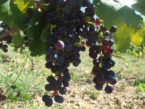 petit Verdot Septembre 2010