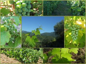 vigne juillet 2010