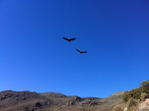 les condors