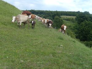 Les vaches changent de parc