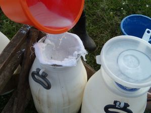filtrage du lait dans le champ après la traite